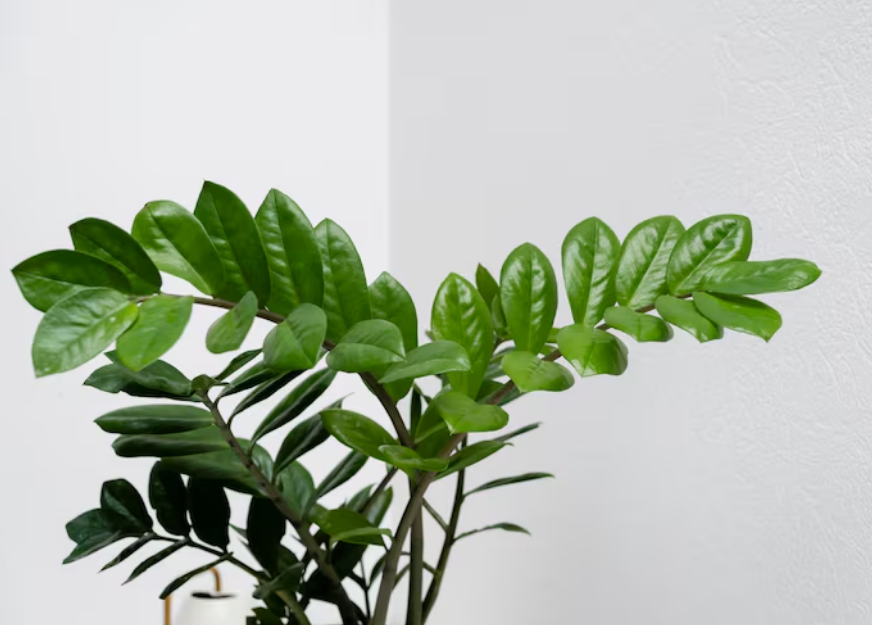 Planta Zamioculca